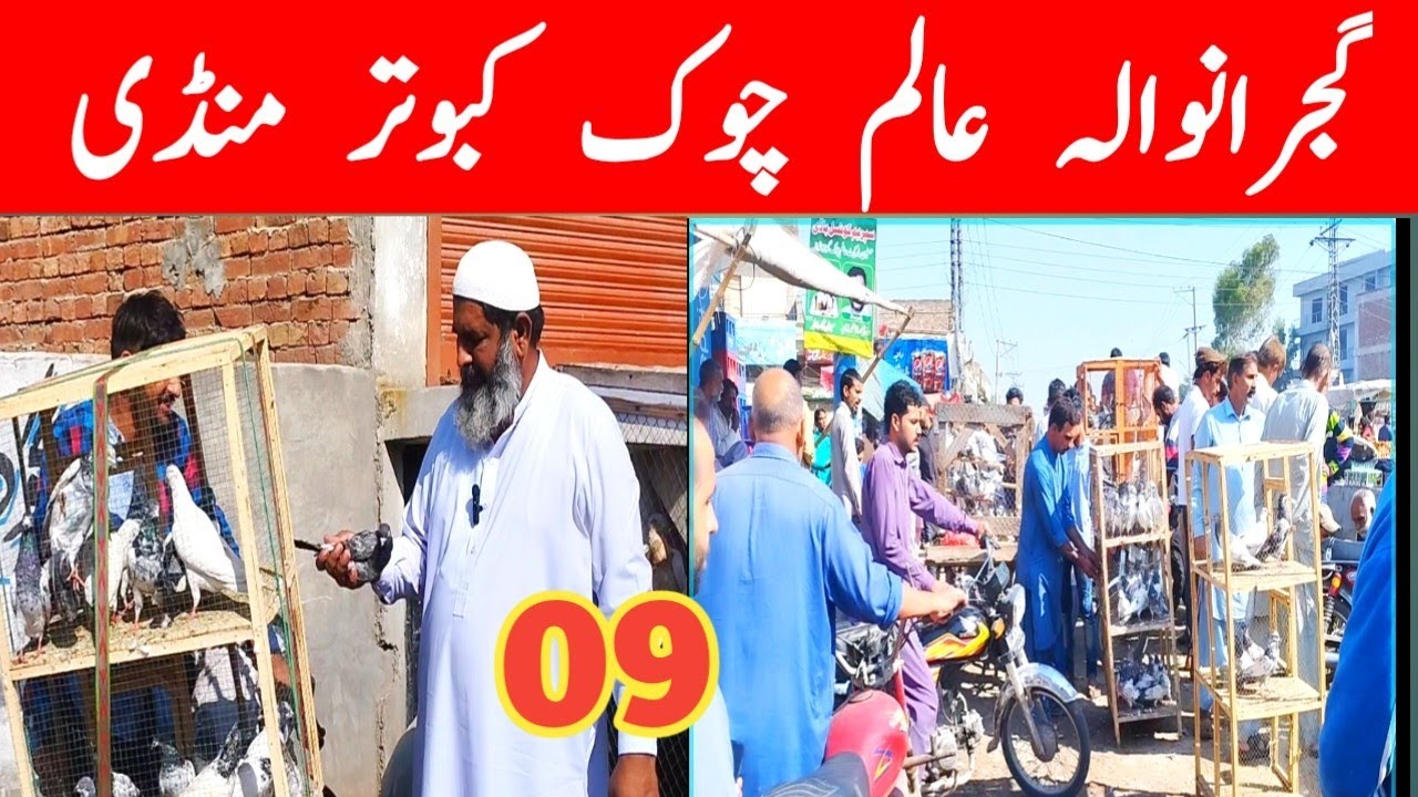 09) Gujranwala Kabootar mandi |گجرانوالہ کبوتر منڈی  | Gujranwala Birds Market| @amjadaliofficial528