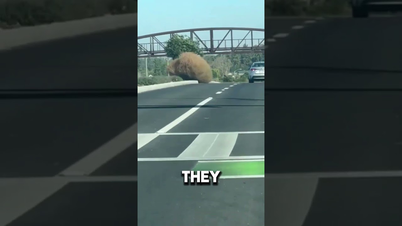 How Tumbleweeds Ended Up In The US..