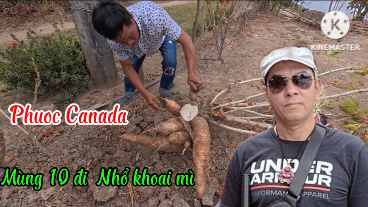 LÊN NHÀ THĂM CÔ BẢY  - Nhổ khoai Mì về ăn 