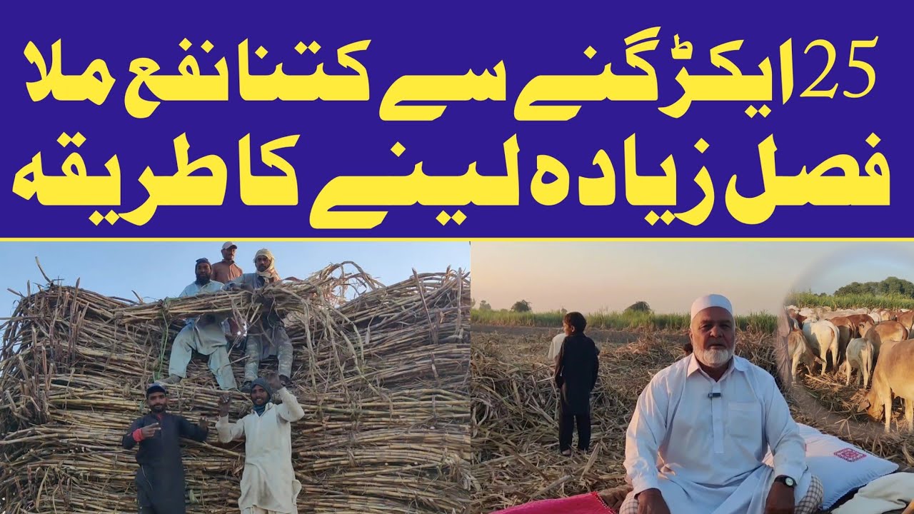 25 Acres of Sugarcane Harvesting 🌾 | sugarcane farming profit per acre