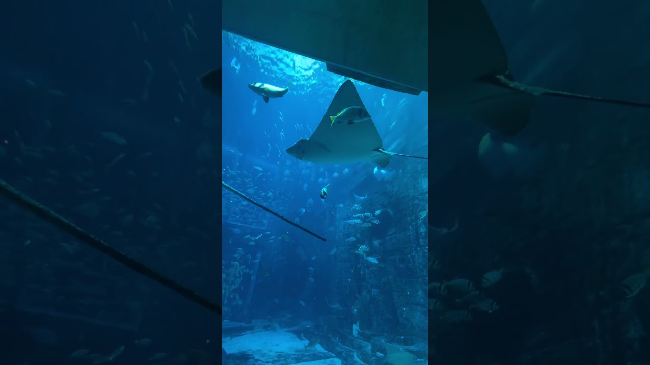 Day the Lost World Aquarium 17th March 2026 