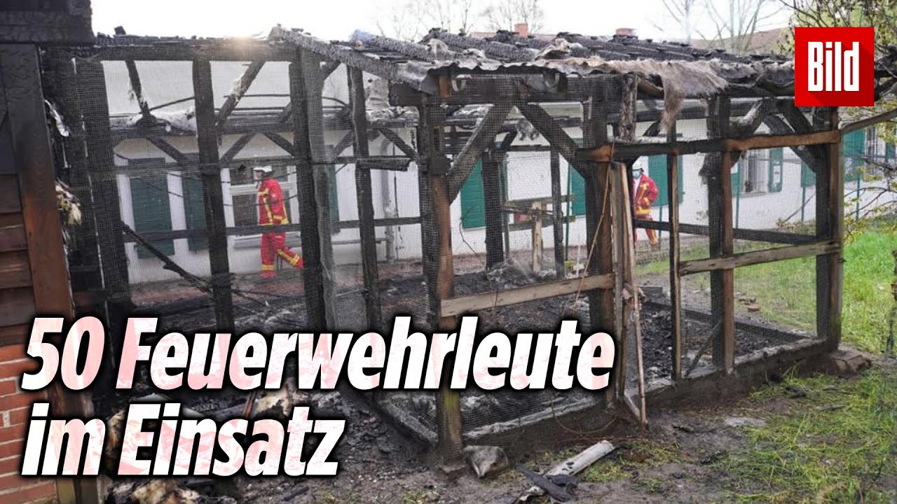 Vom Aussterben bedrohte Tiere verbrennen bei Feuer in Hühnerstall | Domäne Dahlem
