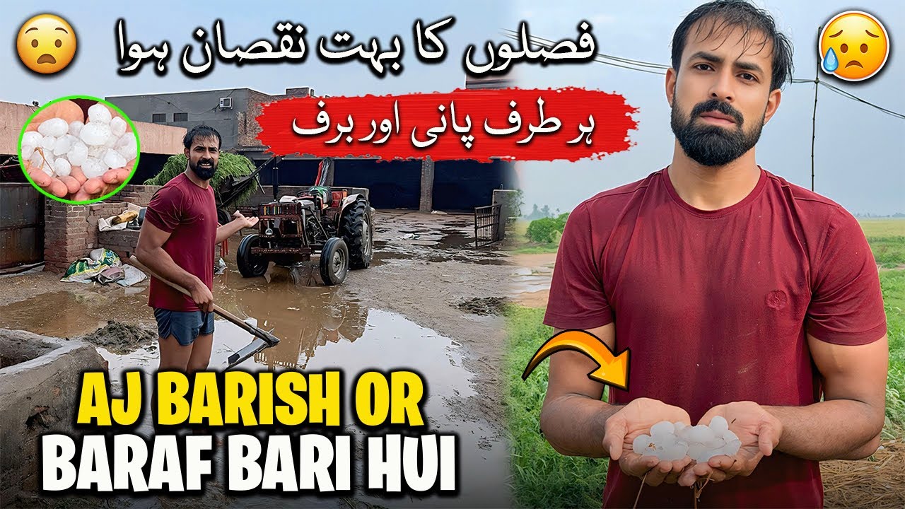Heavy Rain 🌧️ and Snowfall Today 😔 | شدید بارش اور برف باری نے فصلوں کو نقصان پہنچایا