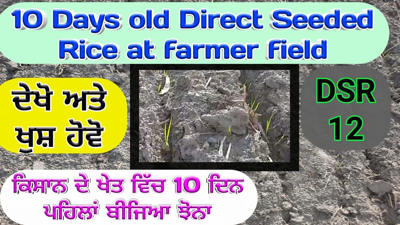10 DAYS OLD DRILLED RICE AT MEHMA (ਕਿਸਾਨ ਦੇ ਖੇਤ ਵਿੱਚ 10 ਦਿਨ ਪਹਿਲਾਂ ਤਰ ਵੱਤਰ ਖੇਤ ਵਿੱਚ  ਬੀਜਿਆ ਝੋਨਾ)