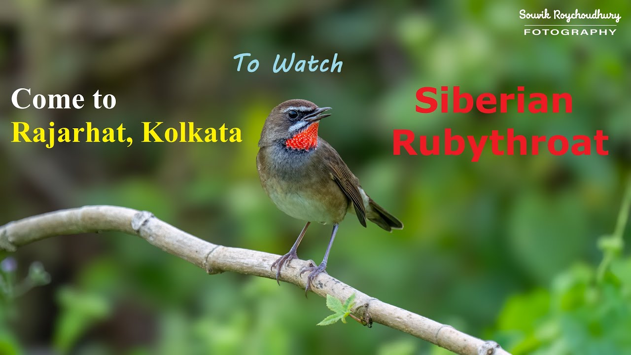 Want to see Siberian Rubythroat - Come to Rajarhat, Kolkata | #birdwatching