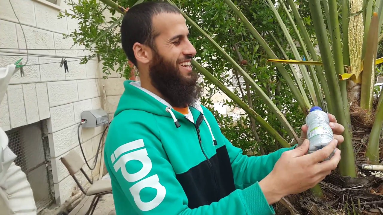 طريقة تلقيح النخل