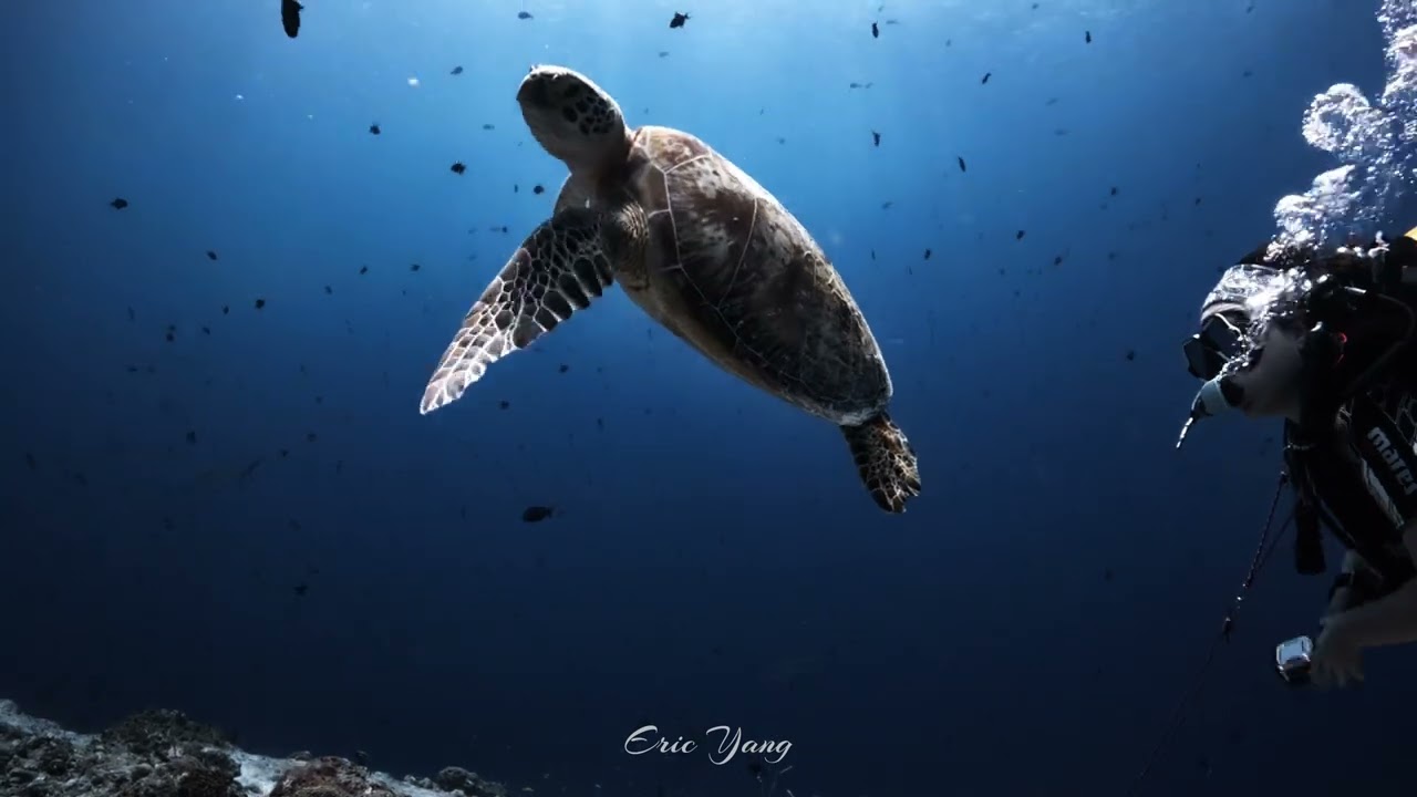 Diving - Palau Dive Trip Day 3 : Chandelier Caves, Blue Corner & German Channel