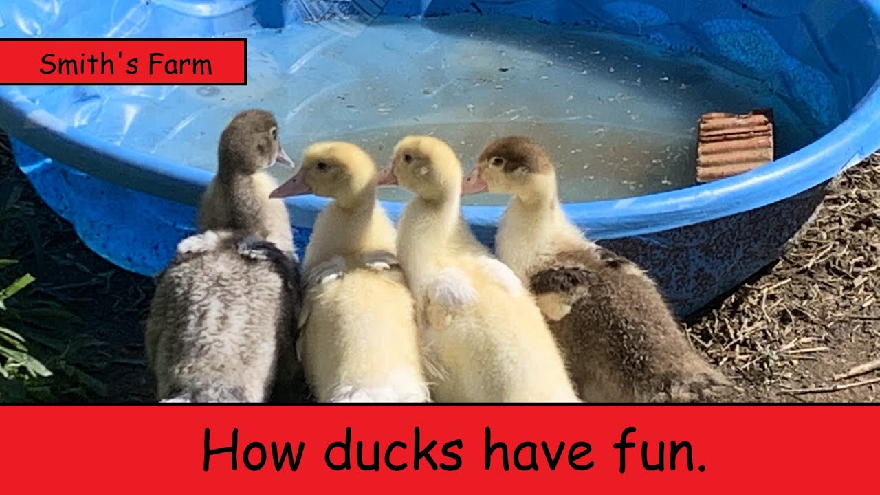 What Smith's Nature Friendly Farm ducks do for fun. - Cute duck gone wild!