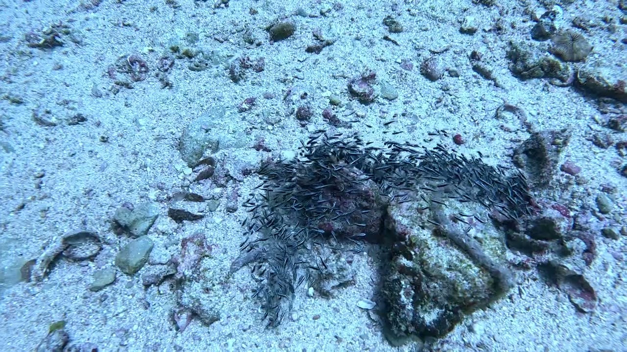 Tiny schooling fish. 2 21 26 Philippines. 