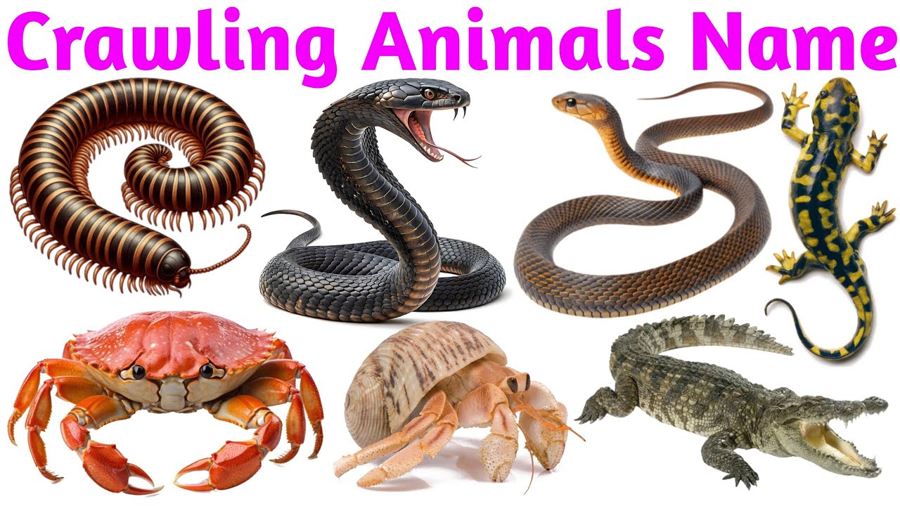 Crawling Animals Names in English for Kids | Learn Insects, Reptiles and Small Ground Animals |