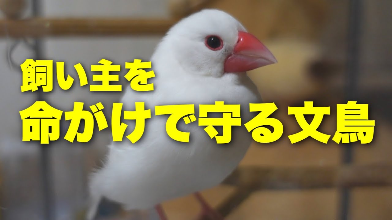 文鳥が一生懸命飼い主を守ろうとしている時に見せる行動