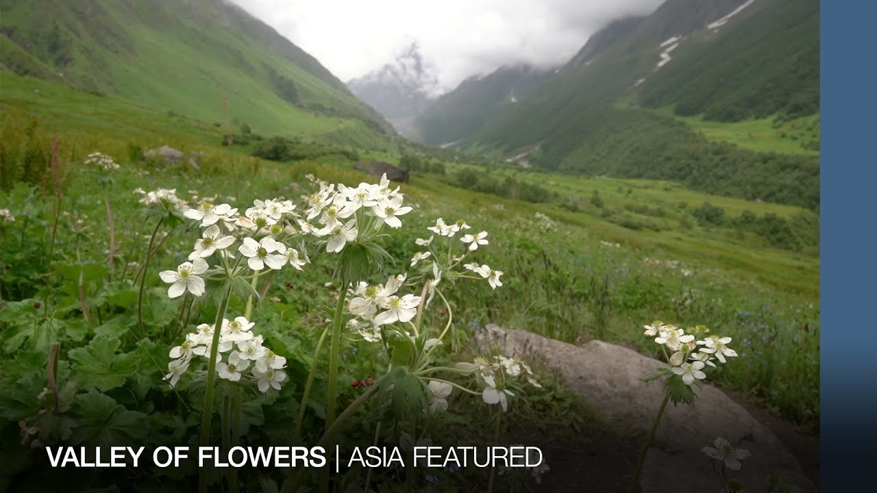 INDIA: Valley of flowers