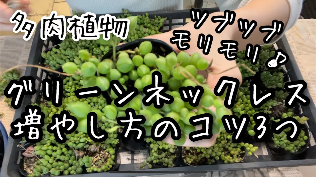 【多肉植物】グリーンネックレス増やし方のコツ3つ！