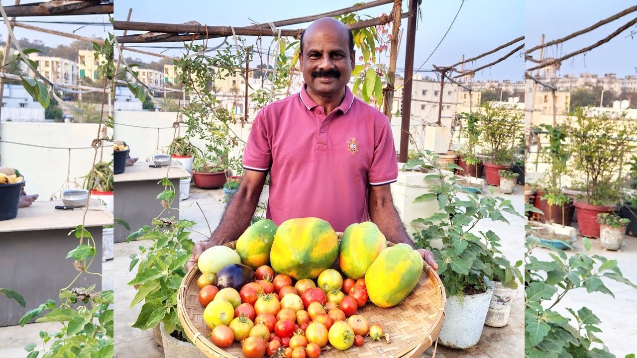 Fresh organic fruits and vegetables in February || ramyaambati ||