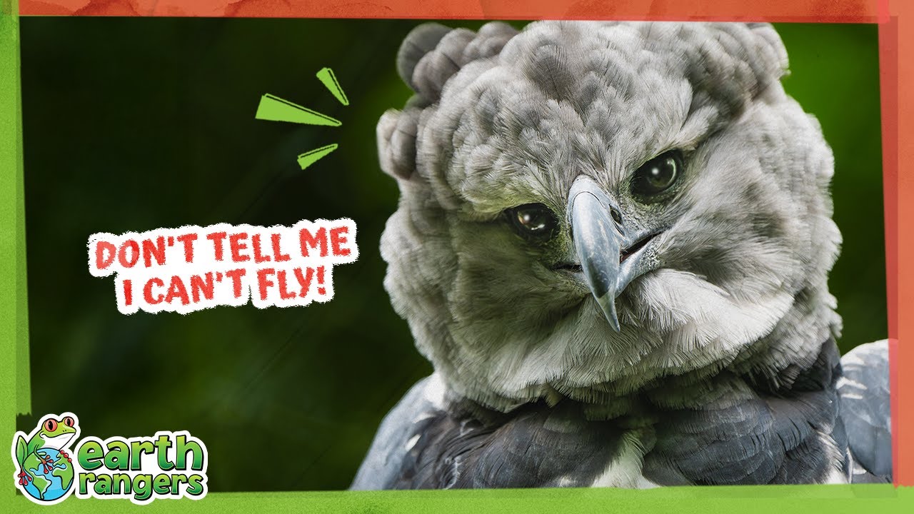 Will This Giant Eagle Fly Or Flop? | Earth Rangers