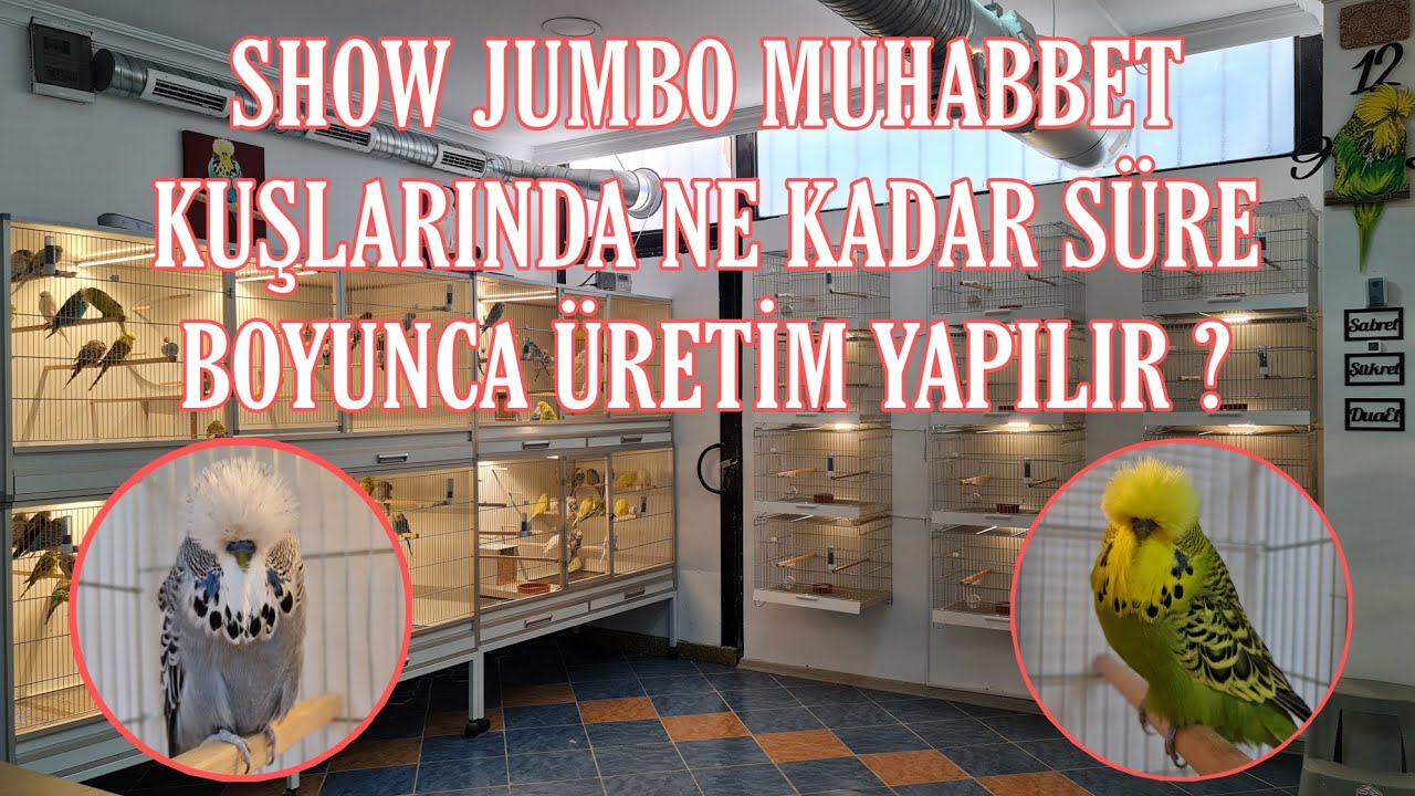 Show Jumbo Muhabbet Kuşları Ne Kadar Süre Ürerler