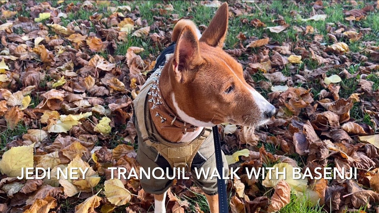 Tranquil Walk with Basenji in the Park | Meditative Melodies | Musical Journey