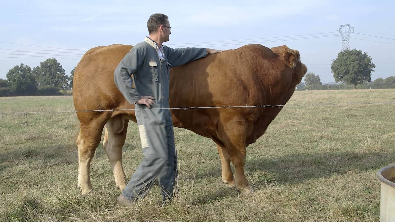Histoire Métiers - Frédéric, éleveur de bovins