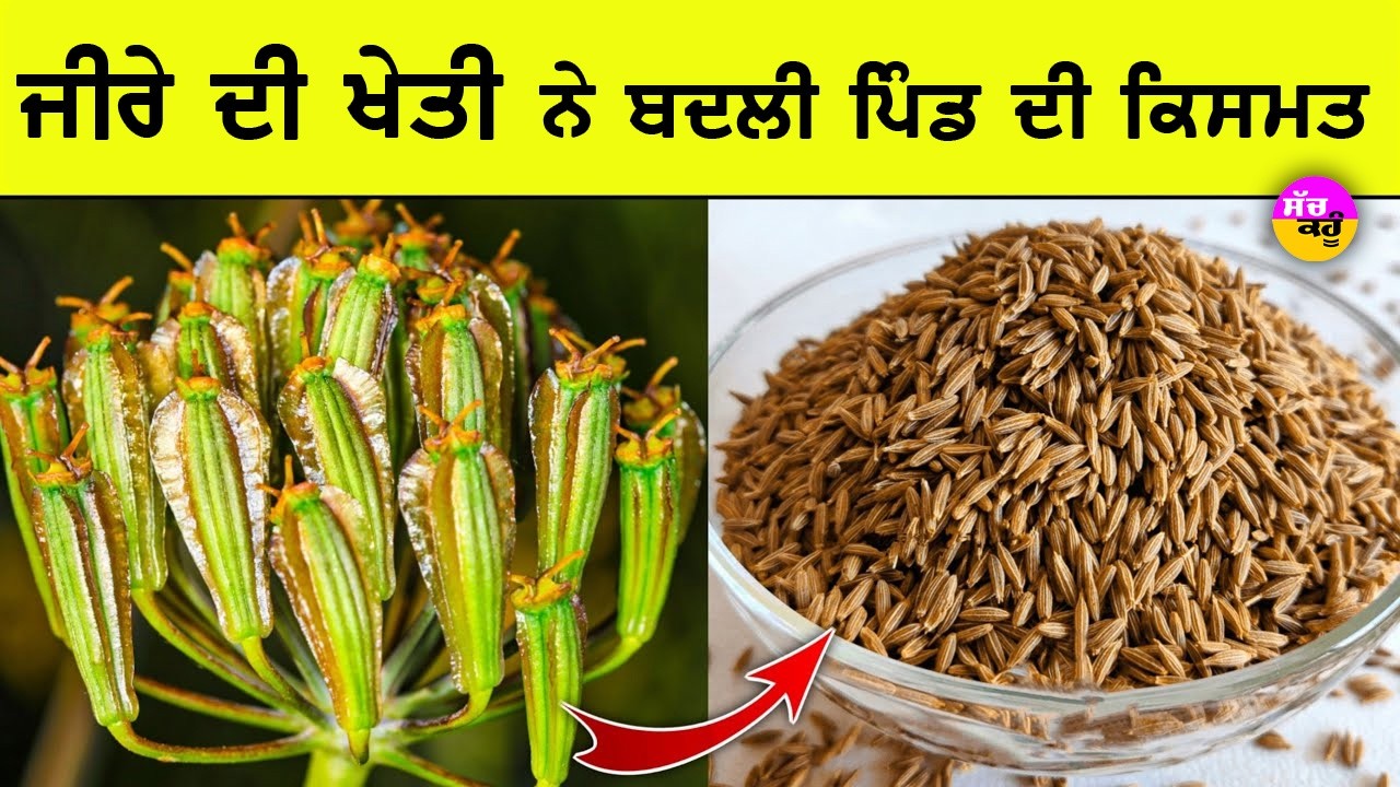 Cumin Cultivation | ਬਾਰਡਰ ਦੇ ਪਿੰਡ ਨੇ ਕਰ ਦਿੱਤਾ ਕਮਾਲ! ਬੰਜਰ ਜ਼ਮੀਨ 'ਤੇ ਪੈਸਿਆਂ ਦੀ ਬਾਰਿਸ਼
