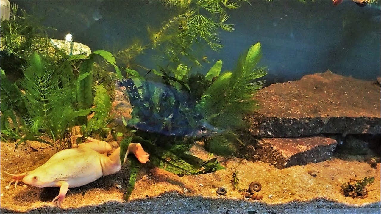 Подготовка и уход за аквариумом для африканской шпорцевой лягушки (Xenopus laevis)
