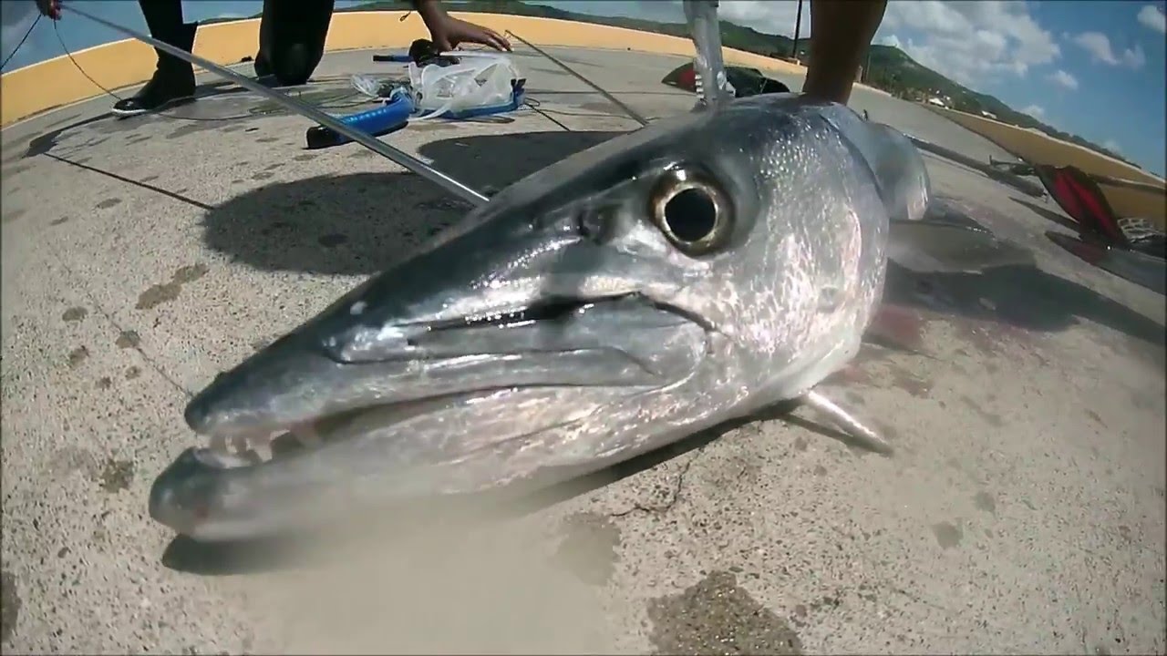 Boys Island Spearfishing HUGE BARRACUDA Ep.5