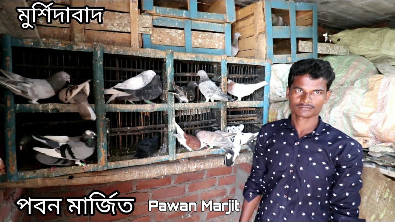 Murshidabadi Trumblar Pigeon of Pawan Marjit / Pawan Marjit Pigeon Loft Visit ( Murshidabad )