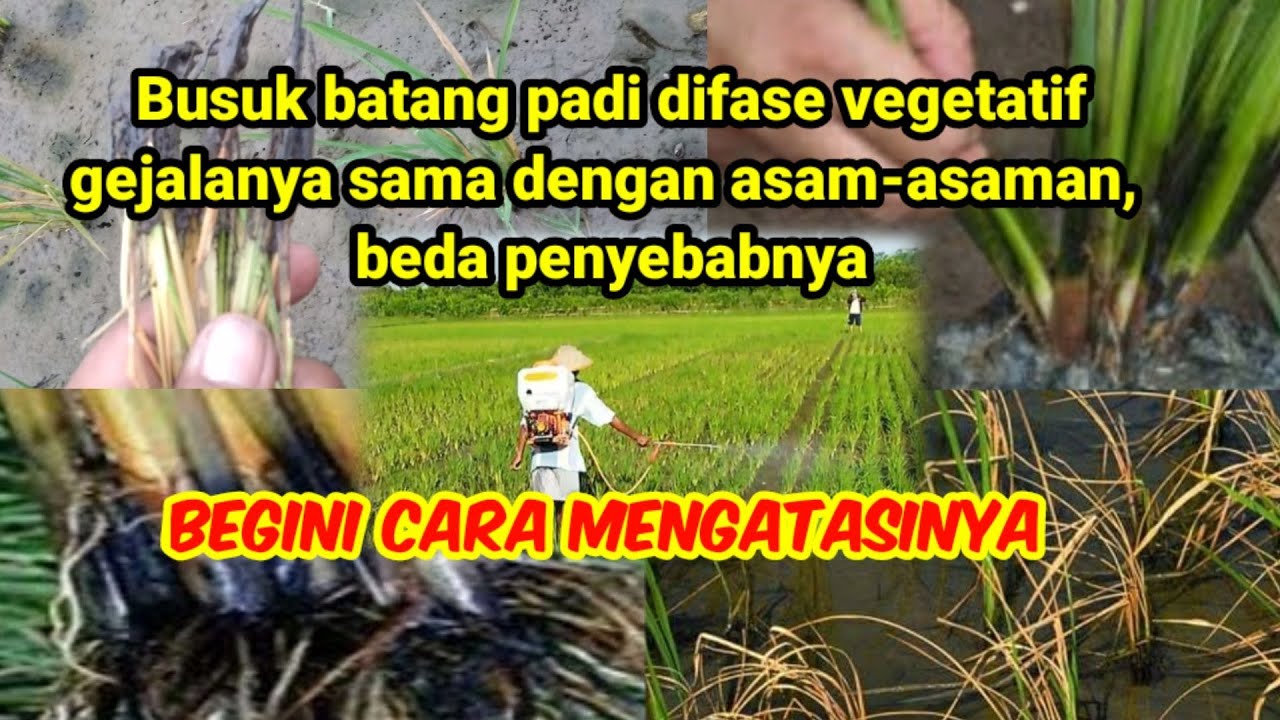 Tip cara menanggulangi busuk batang di fase vegetatif kembali tumbuh normal..