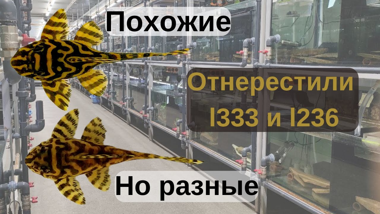 Отнерестили #L333 и #L236. Похожие виды Гипанциструса.