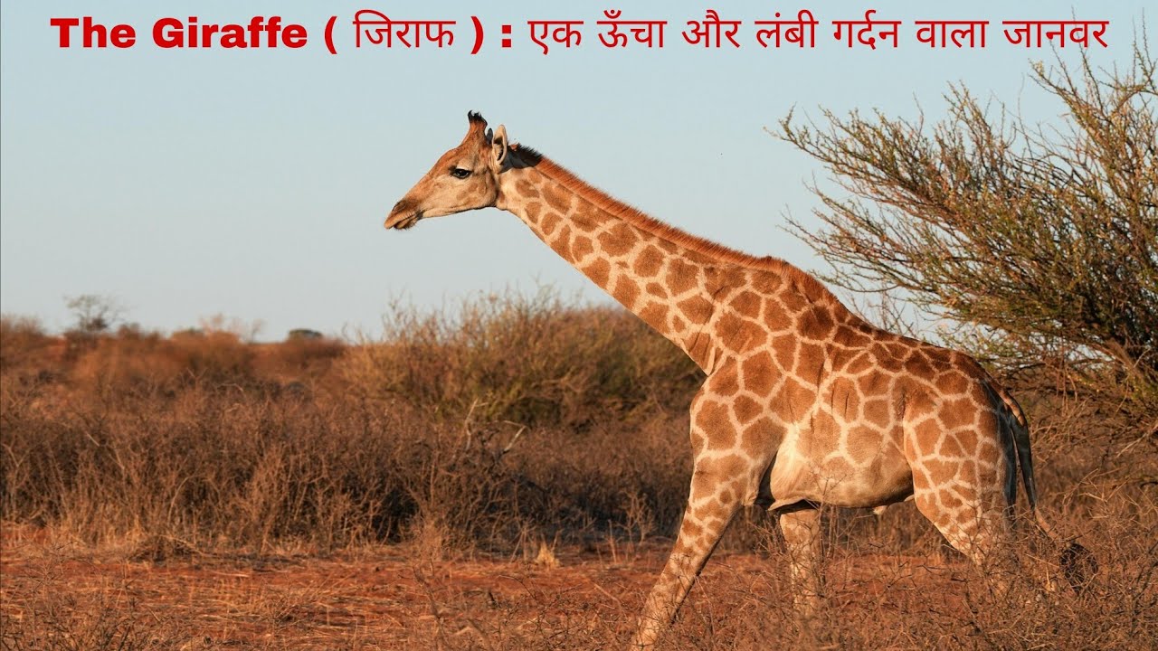 The Giraffe ( जिराफ ) : एक ऊँचा और लंबी गर्दन वाला जानवर !