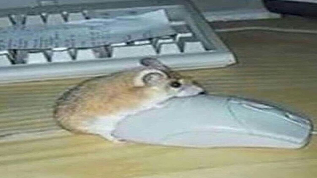 Random bad quality Memes V-60