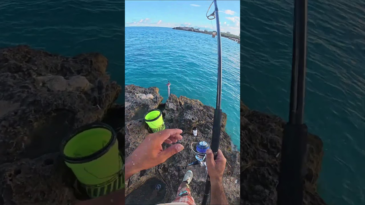 最も迷惑な魚を餌にしてこれを捕まえた！