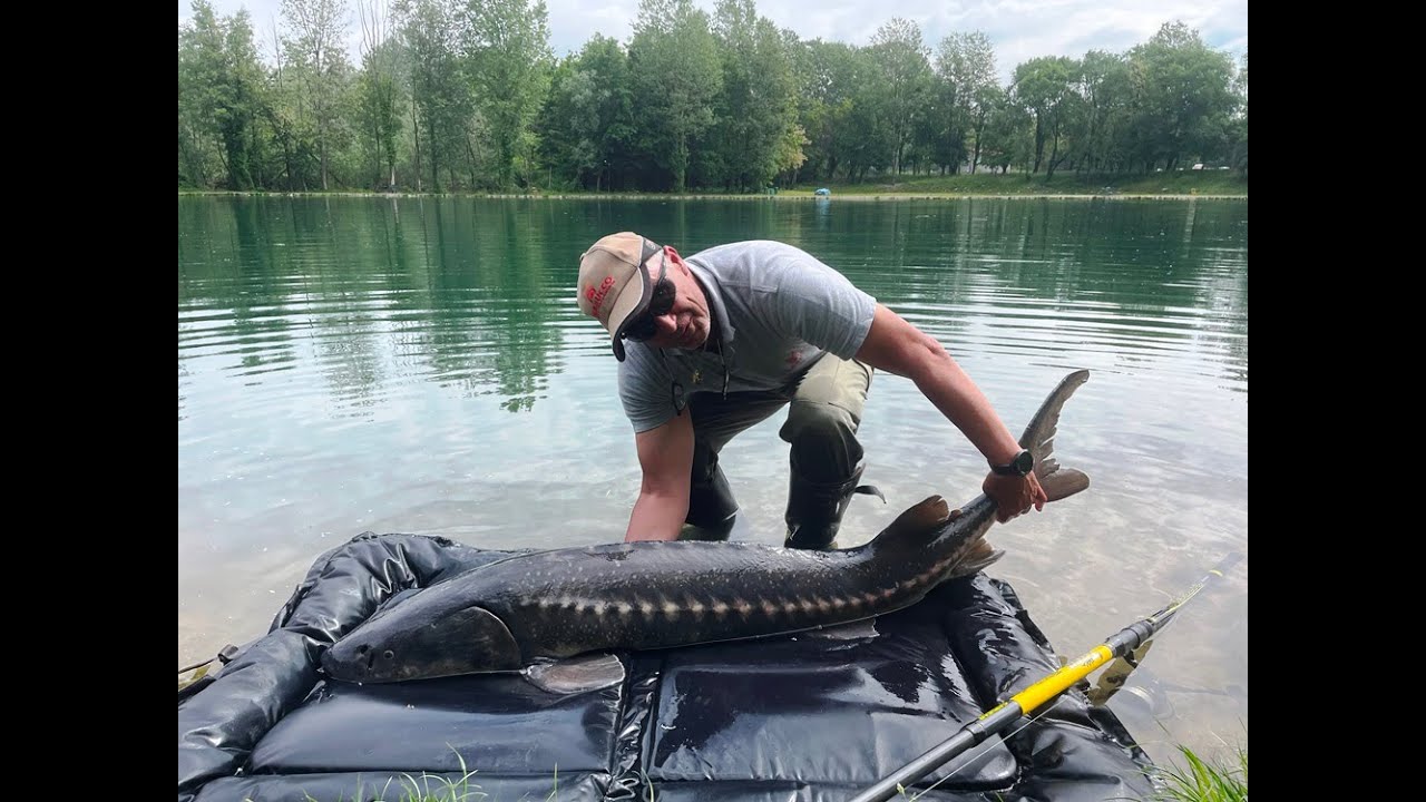 Pesca allo storione in storiodromo lago dei gabbiani (somma lombardo)