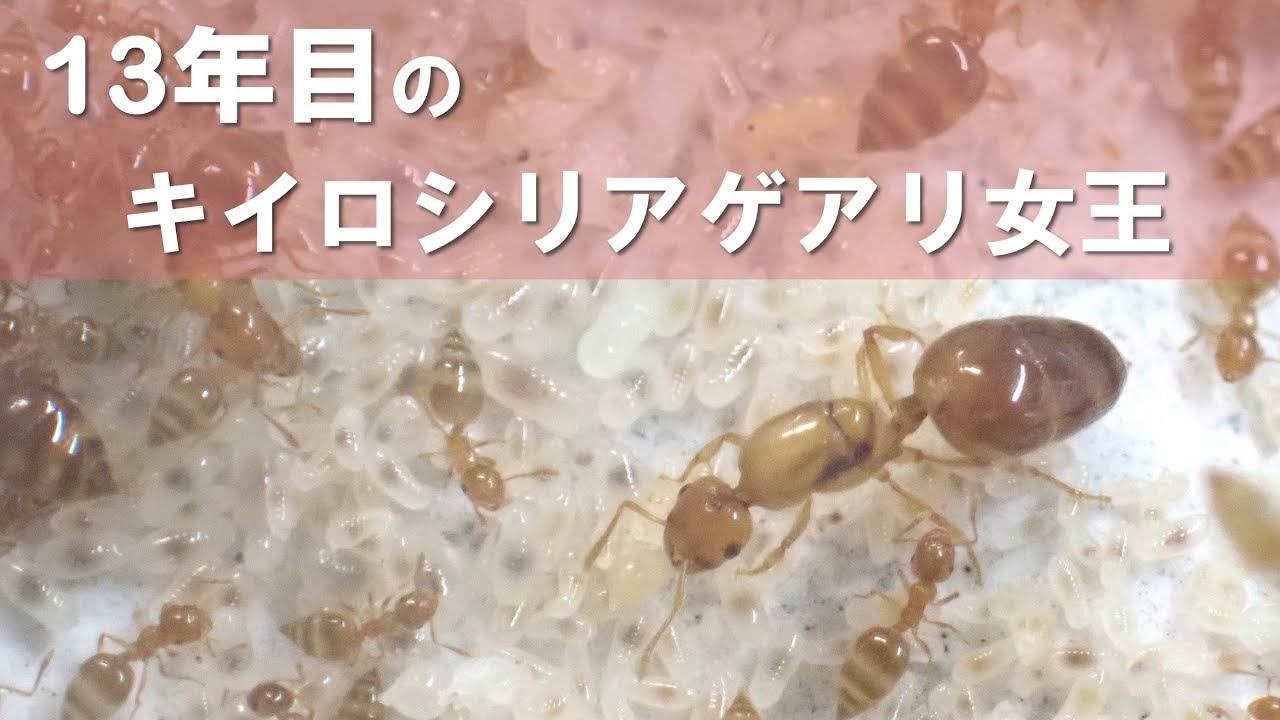 13年目のキイロシリアゲアリ女王