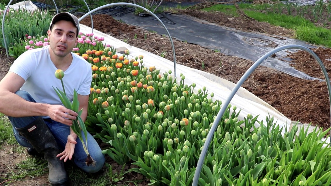 Tulip Harvest: Why Commercial Cut Flower Growers Harvest Bulb and All