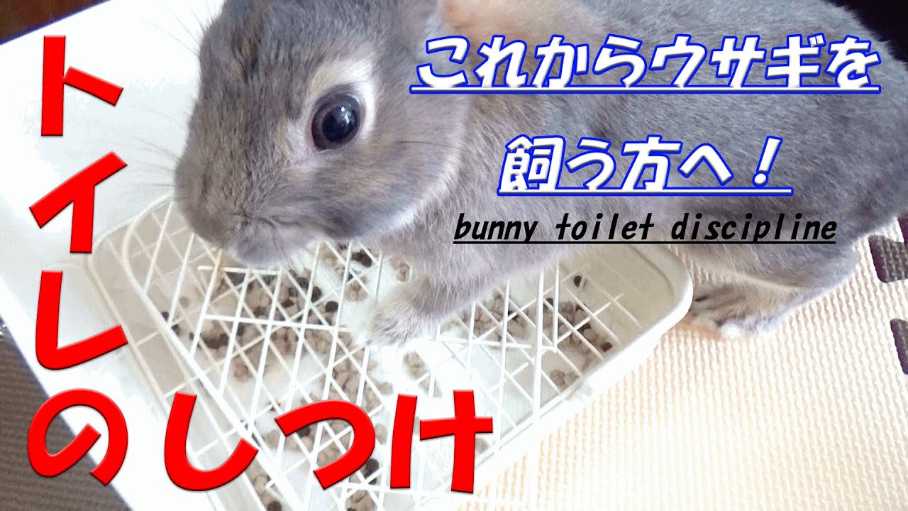 これからウサギを飼う方は観て！トイレのしつけ  覚えるまでの対策  ケージ内と部屋んぽ中のトイレ#106