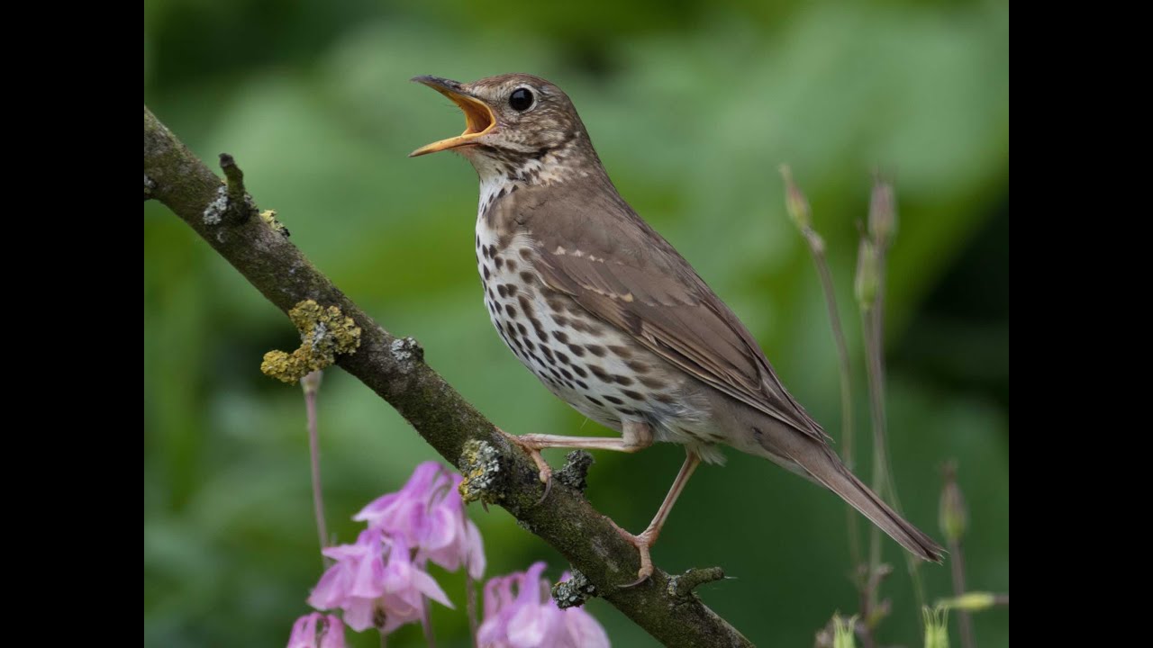Une espèce, un vol : Grive musicienne (Turdus philomelos)