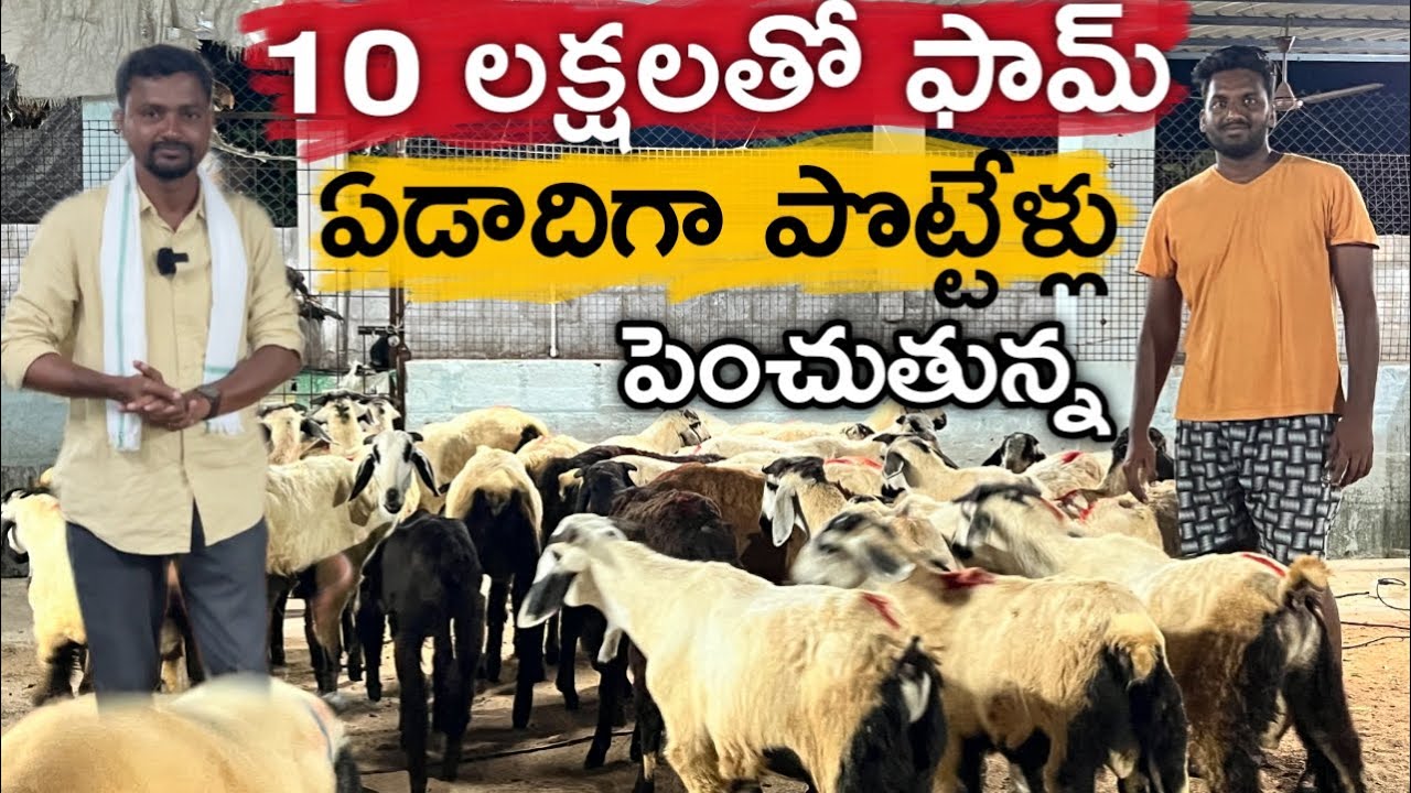 ఏడాదిగా గొర్రె పొట్టేళ్లు పెంచుతున్న | Sheep Farming