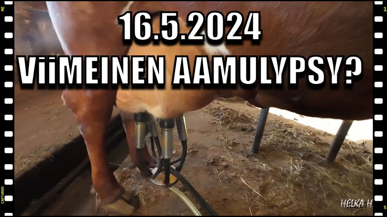 Viimeinen oikea aamunavetointi 16.5.2024