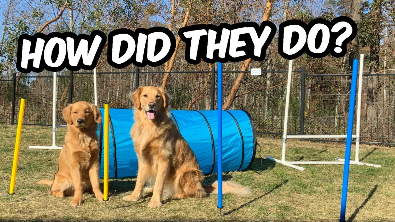 I bought my dogs an agility course from Amazon