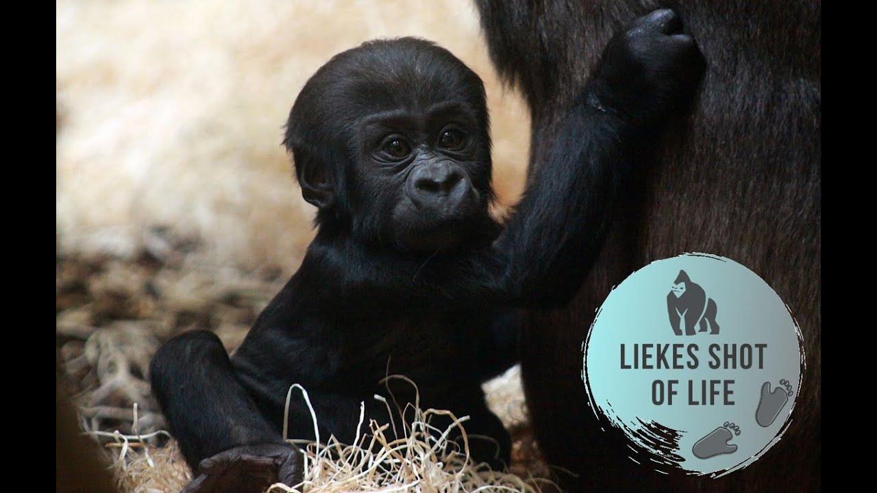 BABY GORILLA BOBÓTO 5 MONTHS OLD