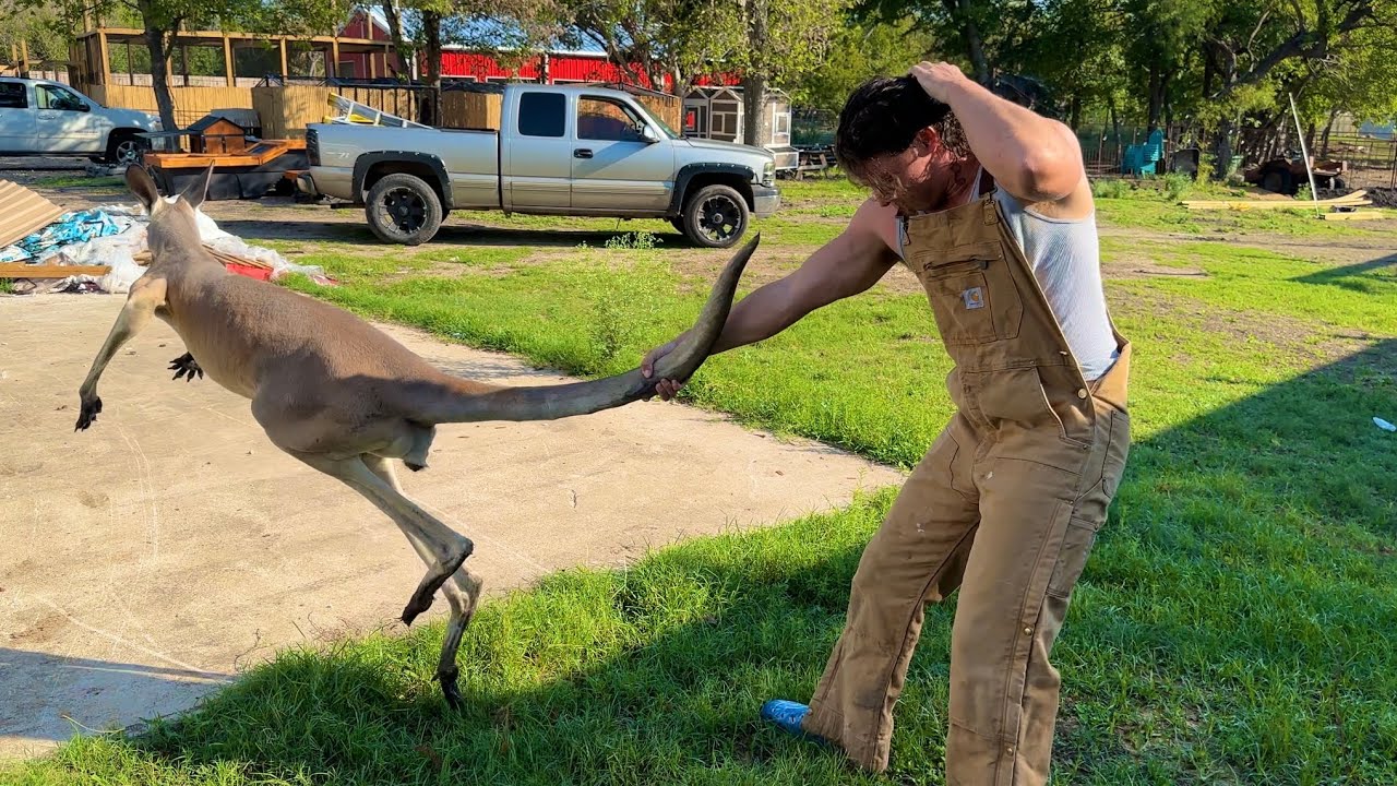How to Catch a Kangaroo (by hand)