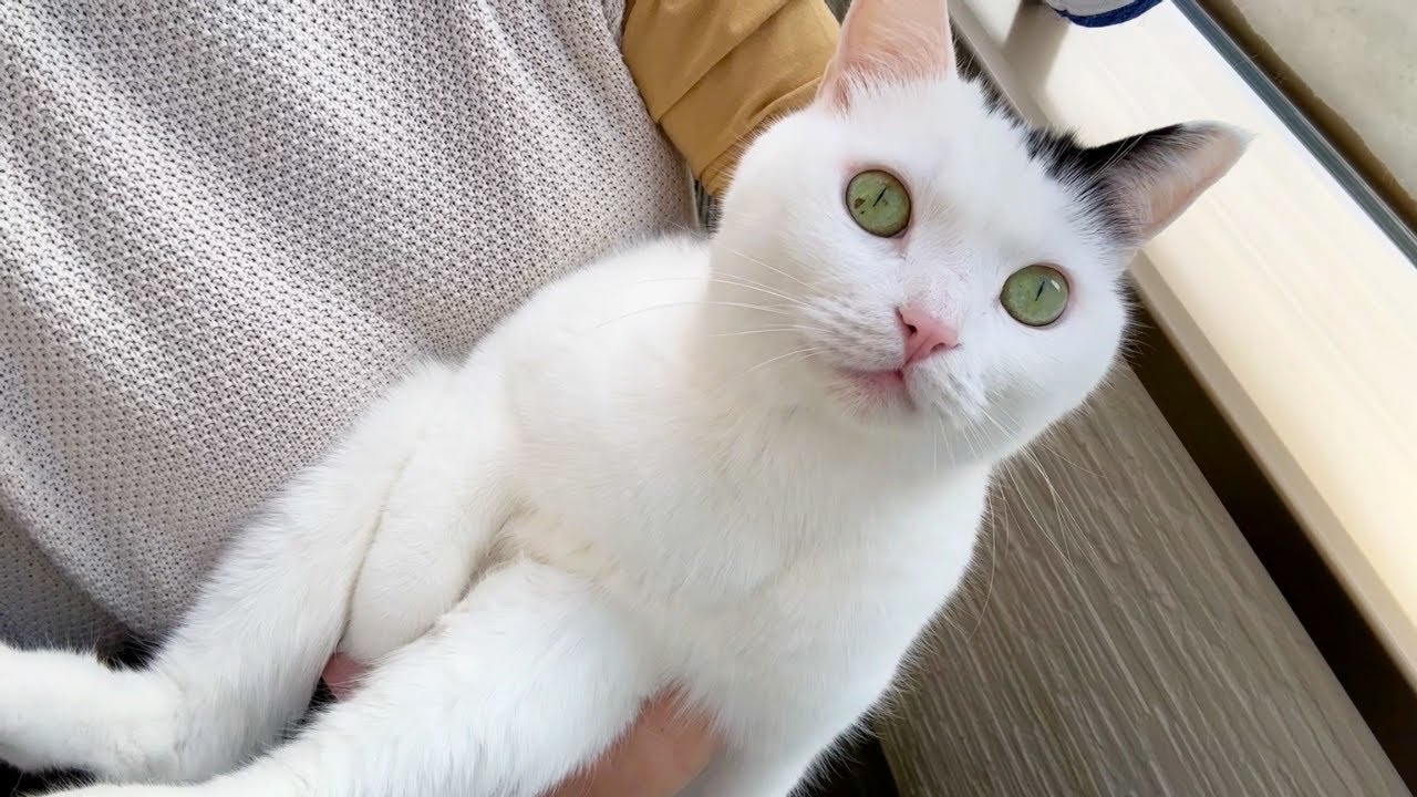 キャットタワーを丸洗いしました