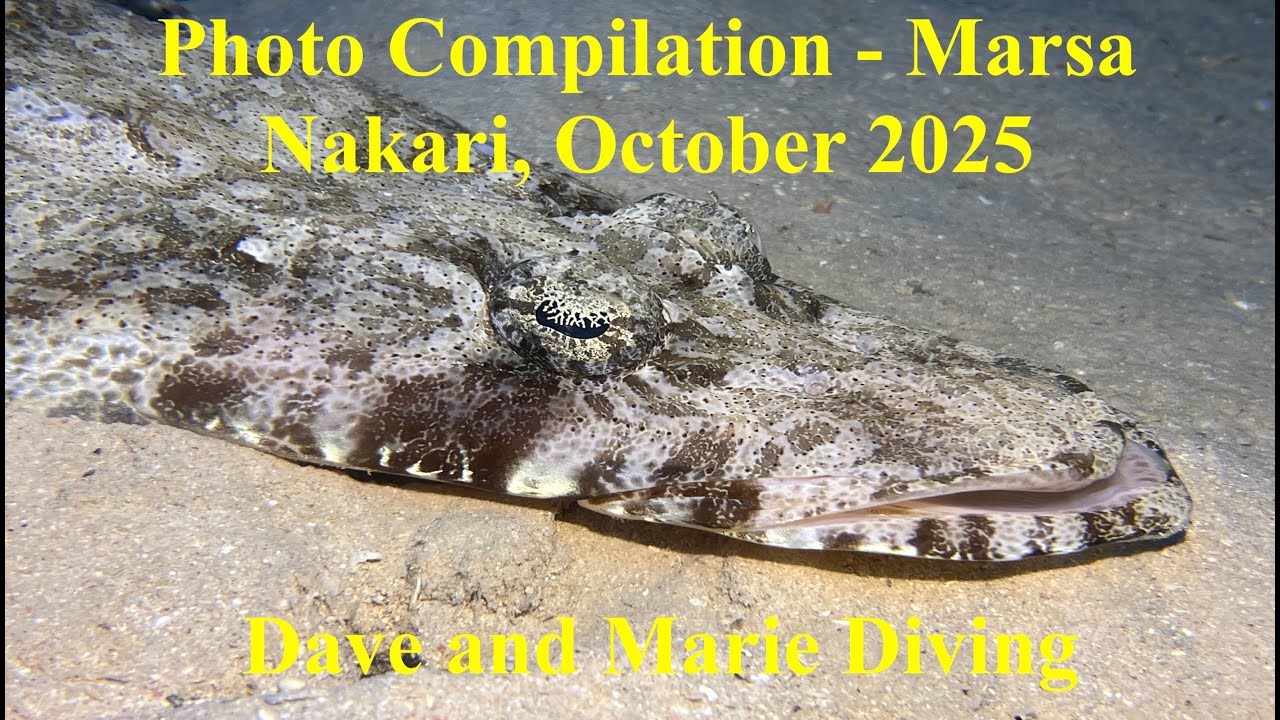 Photo Compilation Part 1 from Marsa Nakari, Egypt, October 2025