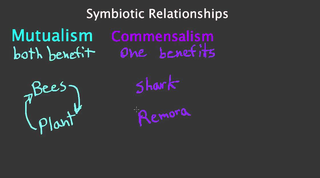 Symbiotic Relationships