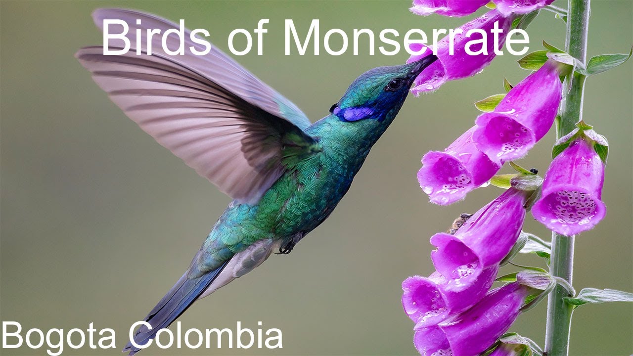 Birding in Monserrate Bogota Colombia