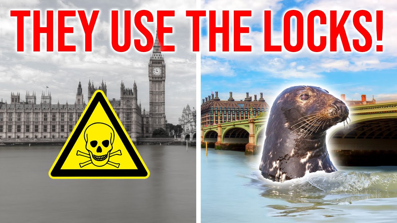 London Thames was DEAD - now it's full of SEALS