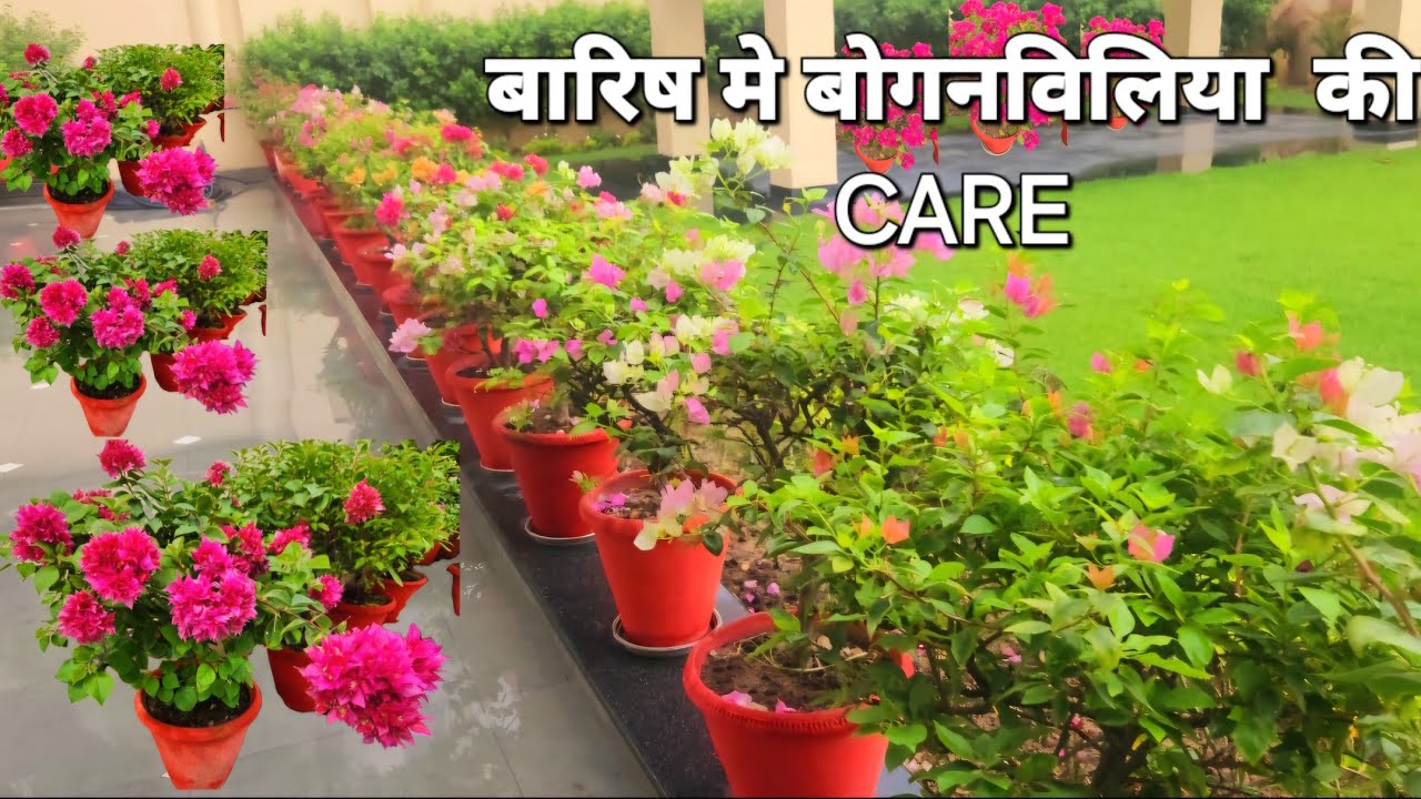 Bougainvillea Monsoon Care || Care for Bougainvillea in rainy season ||Fertilizer for Bougainvillea