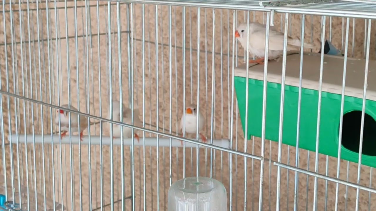 فنچ الیزابت 