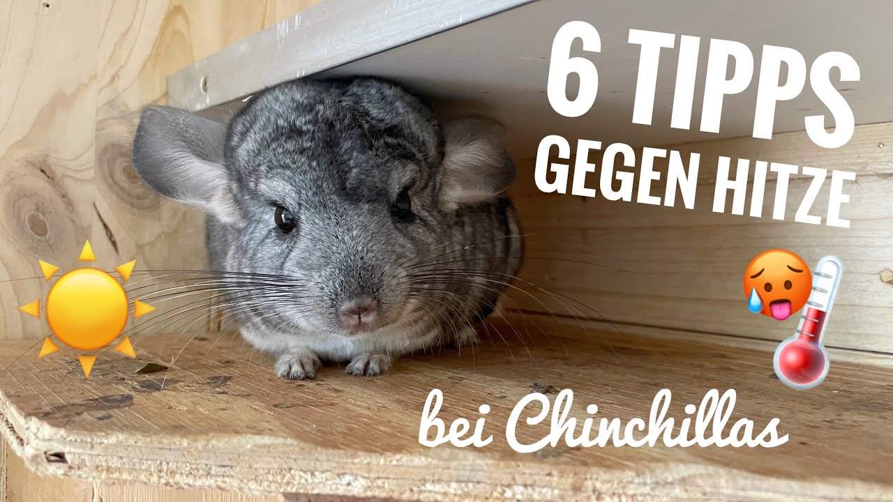 Chinchillas & Hitze - Das könnt ihr tun! | Stupsnasenbande