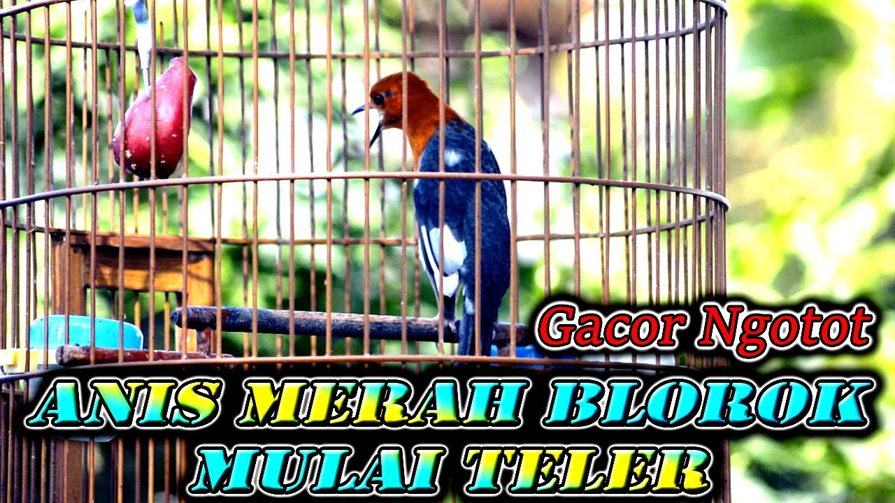ANIS MERAH GACOR MEWAH BIKIN ANIS MERAH LAIN JADI  IKUT NGOTOT  #anismerah